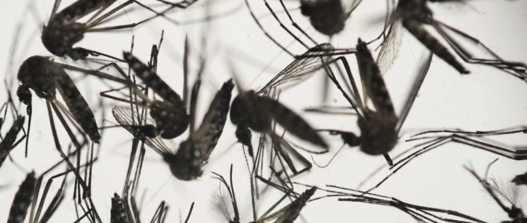 У США випустять сотні мільйонів генно-модифікованих комарів, які не кусають людей