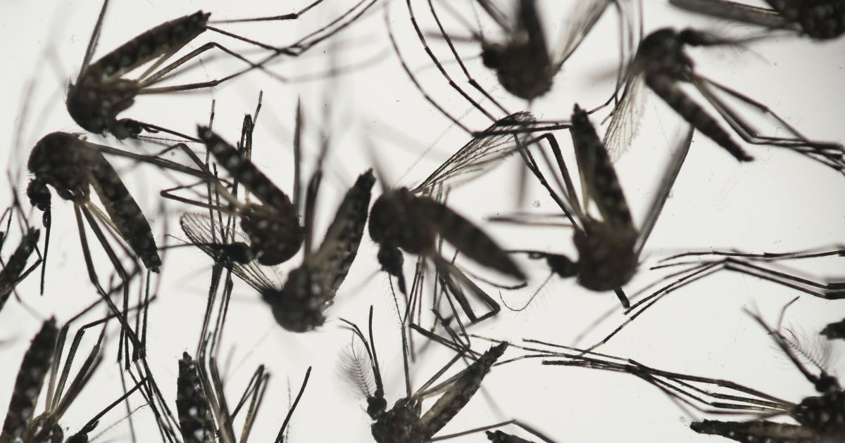 У США випустять сотні мільйонів генно-модифікованих комарів, які не кусають людей