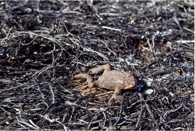 Щорічні наслідки спалення сухої трави