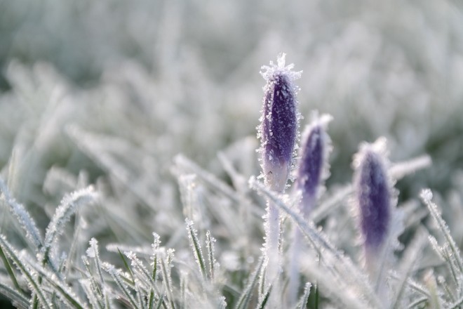 Заморозки на Закарпатті: в області очікується значне зниження температури