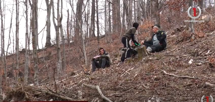 Відновлення лісу: на Тячівщині лісівники висадили гектар молодняку