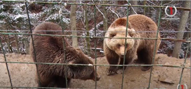 У реабілітаційному центрі бурих ведмедів з`явився новий житель