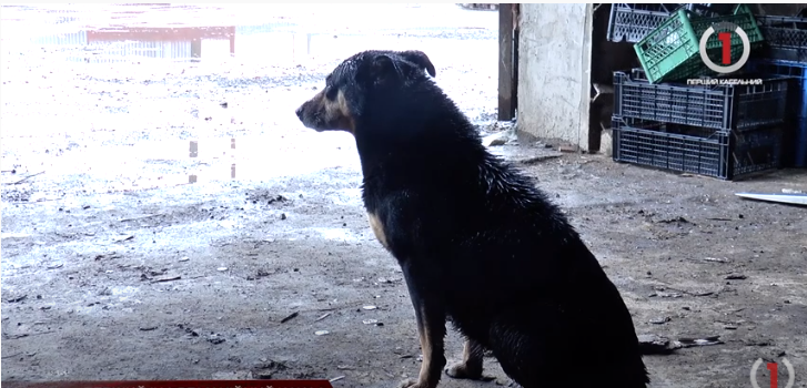 В Ужгороді збирають вторсировину для допомоги тваринам