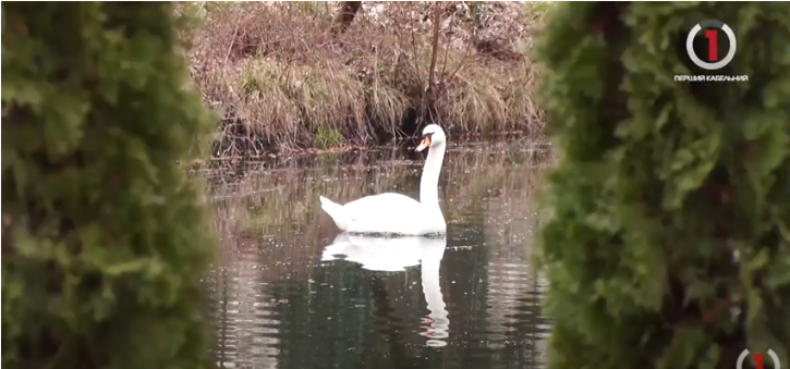 Нове дихання історичної зони: у Буштині відновлюють відомий на Закарпатті парк