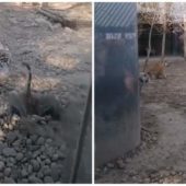 Сміливий гусак показав двом тиграм, хто у зоопарку хазяїн