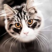 Навіщо котам вуса: цікаві факти про пухнастих улюбленців