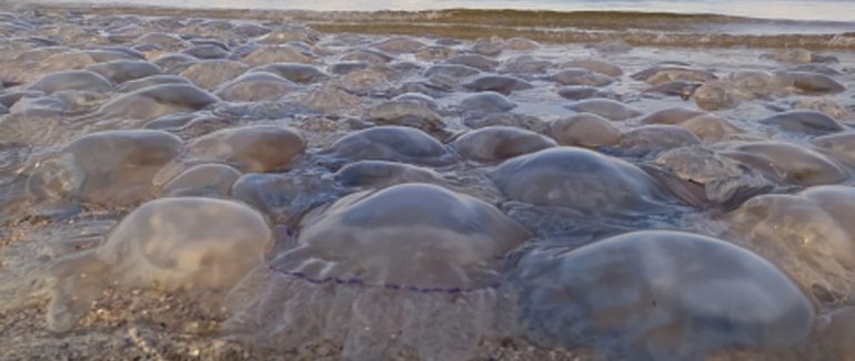 Відпочинок на морі: чи буде повторне нашестя медуз у літньому сезоні 2021