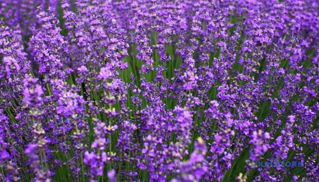 На Закарпатті виготовляли лавандовий антисептик для рук