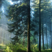 Відновити популяцію диких тварин у лісах: відвчора на Закарпатті розпочався “сезон тиші”