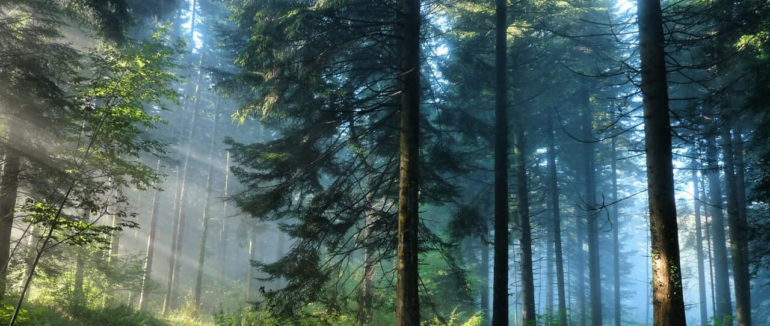 Відновити популяцію диких тварин у лісах: відвчора на Закарпатті розпочався “сезон тиші”