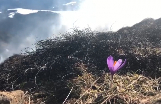 Масштабний підпал сухостою в Карпатах: разом з сухою травою згоріли червонокнижні крокуси