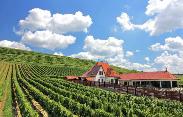 На Закарпатті планують створити мистецький проєкт «Виноградна лоза»