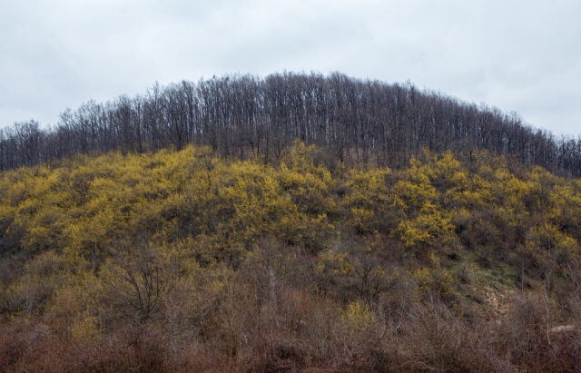 Найстаріша плантація кизилу розцвіла на Закарпатті