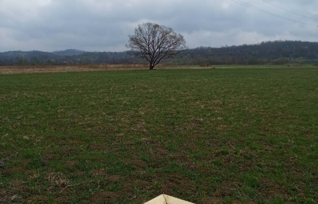 Перше цвітіння в Долині нарцисів очікується не раніше перших чисел травня