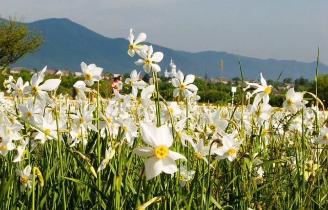 Яку прогнозують погоду синоптики в останній тиждень квітня на Закарпатті