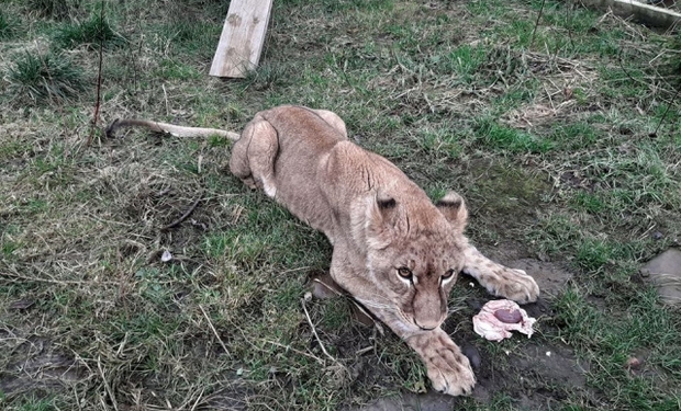 Левицю з екопарка “Долина Вовків” перевозять до Африки