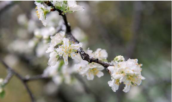На Закарпатті надалі прогнозують заморозки