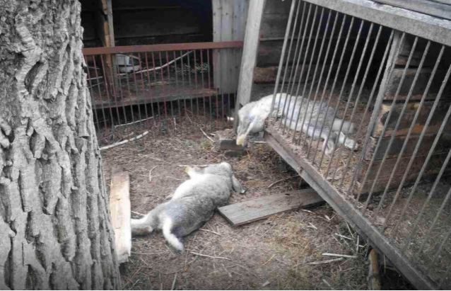 Невідома тварина тероризує худобу в закарпатських селах