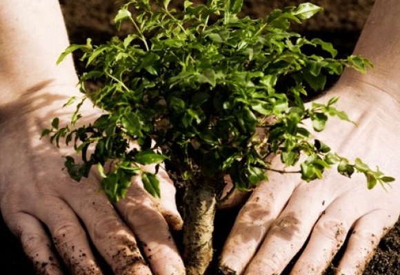 Посади родинне дерево разом з “Кругообіг Добра”: цієї суботи у Мукачеві пройде екоакція