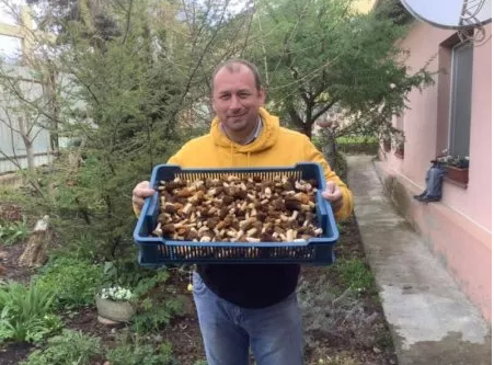 На Закарпатті ящиками збирають гриби