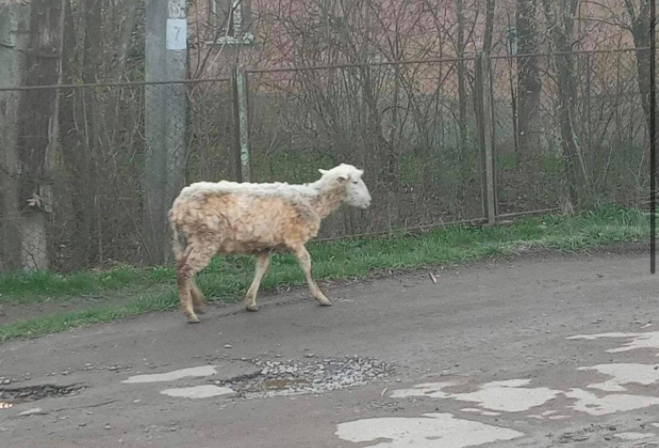 У Сваляві розшукують власників вівці яка розгулює вулицею