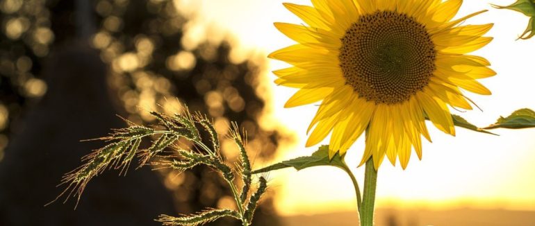 1 травня – День глобальної любові: яке сьогодні свято, прикмети, традиції, День ангела