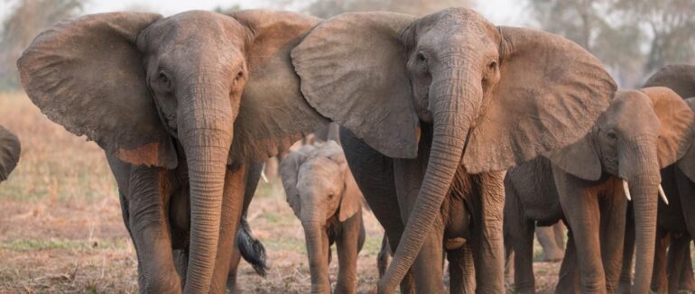 Ціле стадо слонів знайдено мертвими: відомі причини
