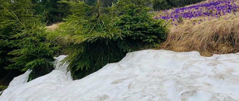 В Карпатах біля снігу розцвіли шафрани