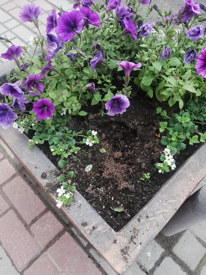 Чергова крадіжка у Рахові: невідомі викопали квіти з вазонів прямо у центрі міста