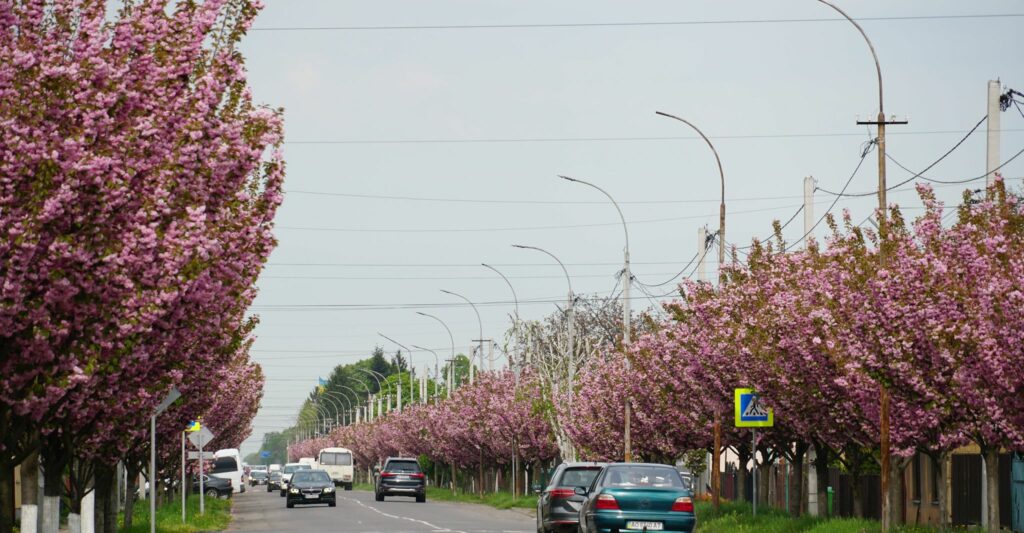 ЗАкарпаття, алея сакур, сакури, японська вишня, японська яблуня, дерева, квіт