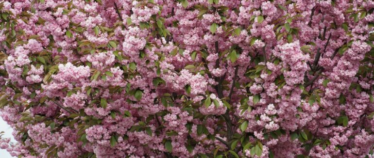 Мукачево квітне: у місті зацвіла найдовша алея сакур Закарпаття