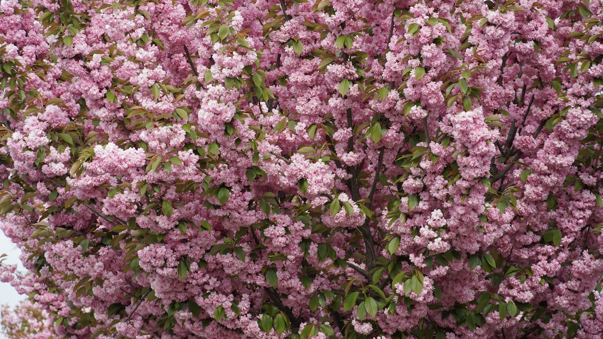 Мукачево квітне: у місті зацвіла найдовша алея сакур Закарпаття