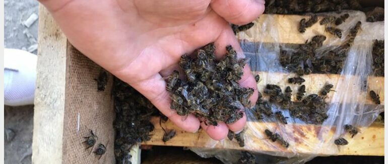 Комахи загинули: закарпатські пасічники відправили “Укрпоштою” вісім мільйонів бджіл