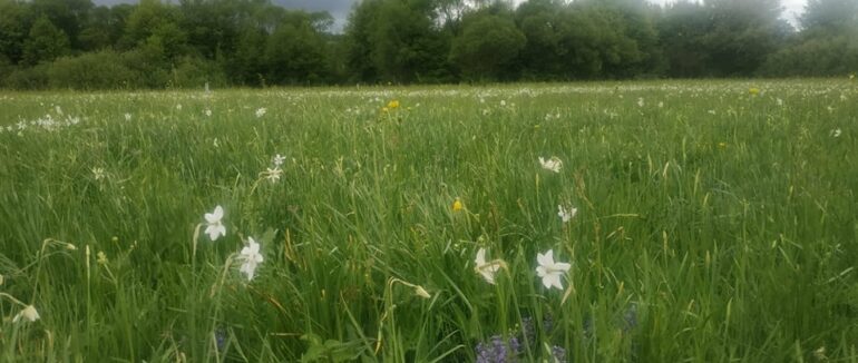 На Хустщині повним ходом розквітає Долина нарцисів