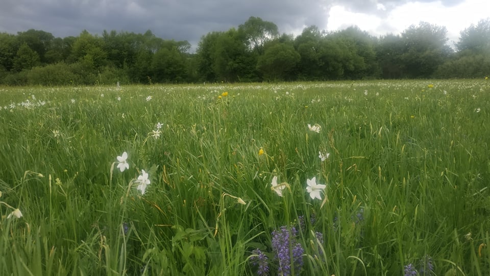 На Хустщині повним ходом розквітає Долина нарцисів