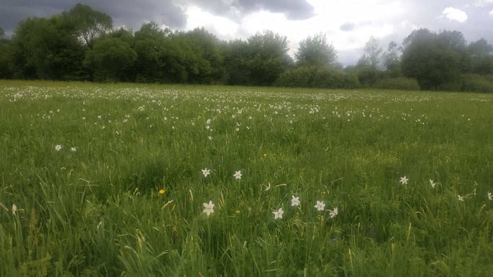 Хустщина, долина нарцисів, Карпатський біосферний заповідник