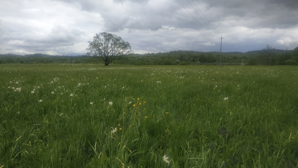 Хустщина, долина нарцисів, Карпатський біосферний заповідник