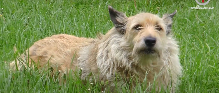 «Гроза» пенсіонерок: у Мукачеві Рекс вкусив жінку за ногу