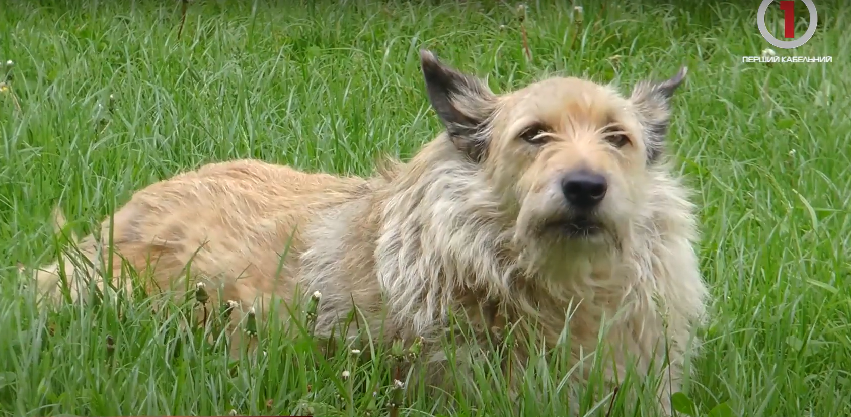 «Гроза» пенсіонерок: у Мукачеві Рекс вкусив жінку за ногу