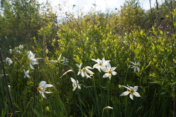 Дикі нарциси: у Буштині також цвітуть червонокнижні рослини