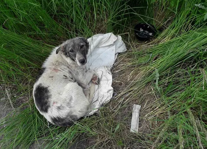 Жорстоке поводження з твариною: на Ужгородщині викинули собаку у зав’язаному мішку