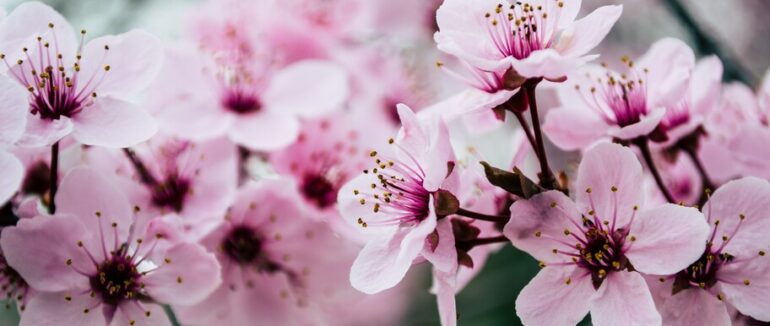 Погода на Закарпатті: що очікувати в перший тиждень травня