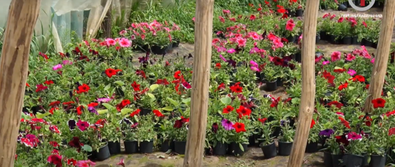 Проблеми квіткового бізнесу с. Сільце (ФОТО; ВІДЕО)