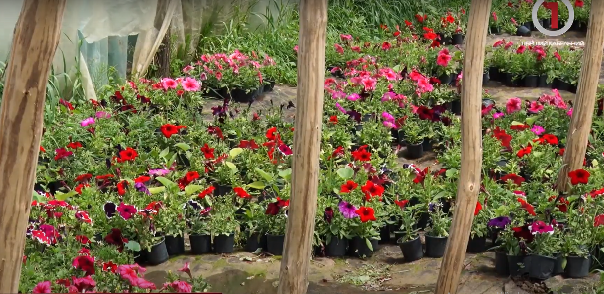 Проблеми квіткового бізнесу с. Сільце (ФОТО; ВІДЕО)