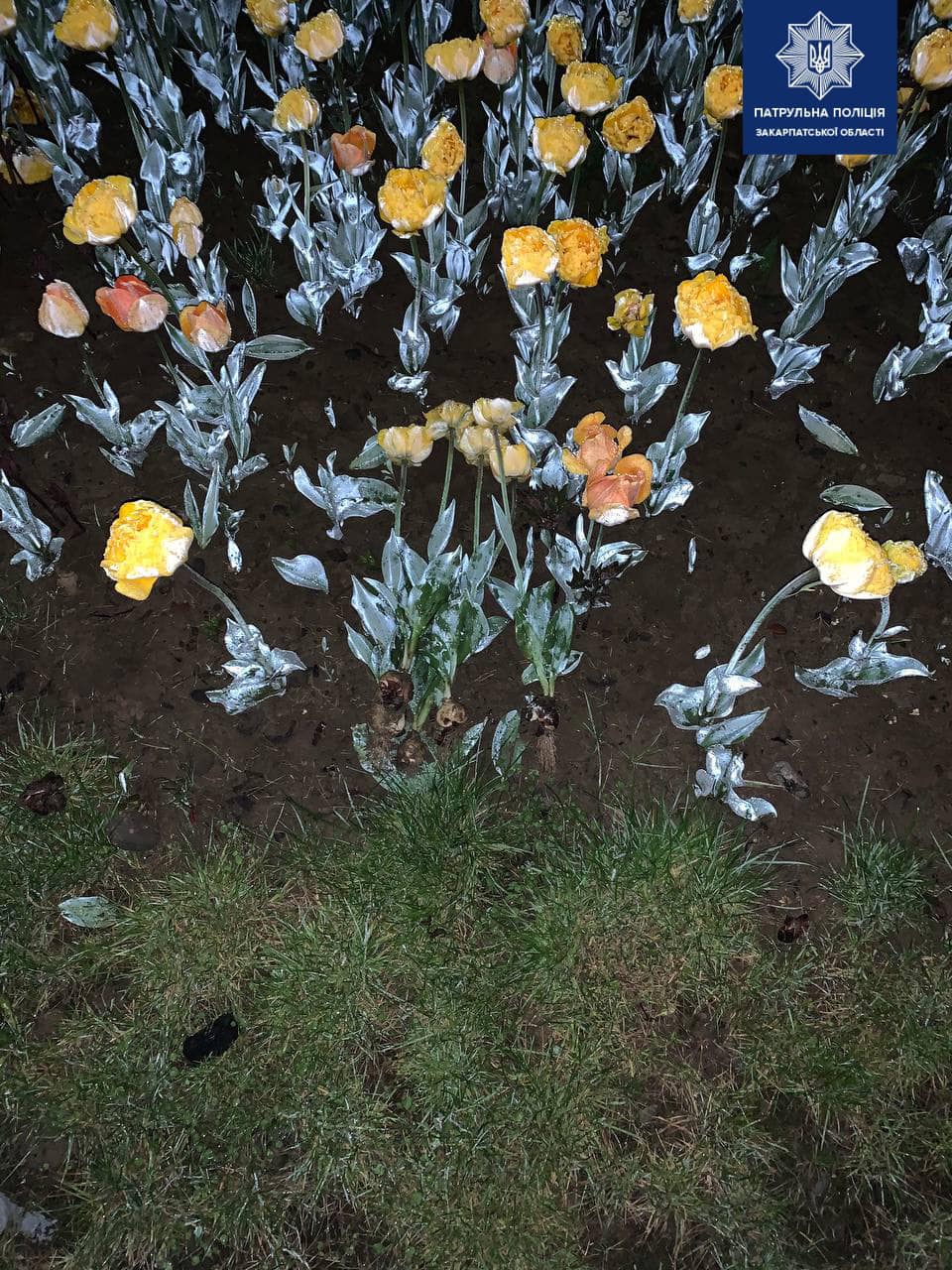 Квіти для коханої: вночі ужгородські патрульні затримали порушника