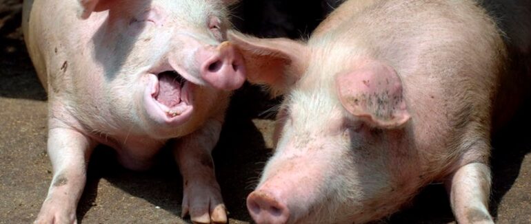 В Ужгородському районі під час пожежі загинуло декілька свійських тварин