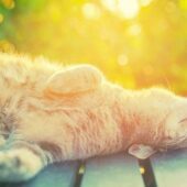 Тепло повертається: на Закарпатті позначки термометрів сягатимуть 27-ми градусів