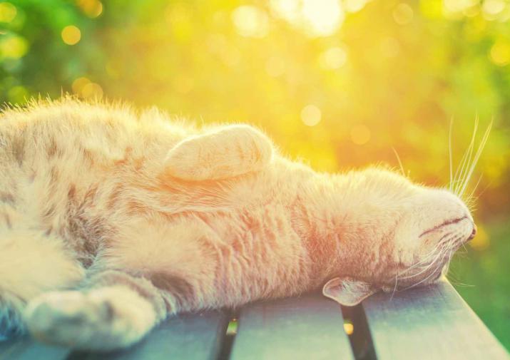 Тепло повертається: на Закарпатті позначки термометрів сягатимуть 27-ми градусів