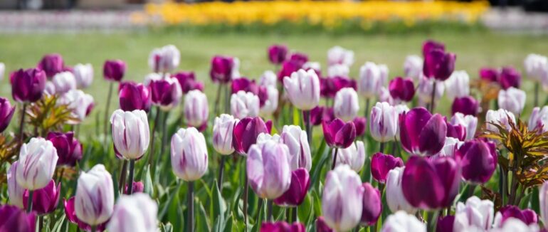 Ужгородські патрульні затримали чоловіка, який псував благоустрій міста