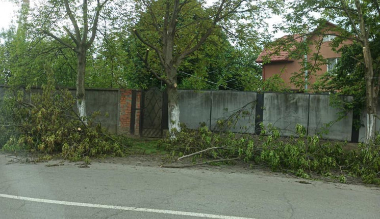 У Мукачеві невідомі зіпсували дерева